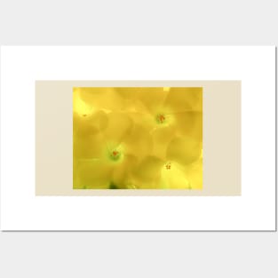 Yellow Flowered Clovers Posters and Art